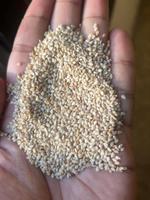 White Sesame Seeds egyptian 1