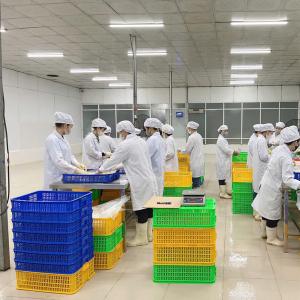 Рабочий процесс на заводе: сотрудники на линии переработки фруктов.