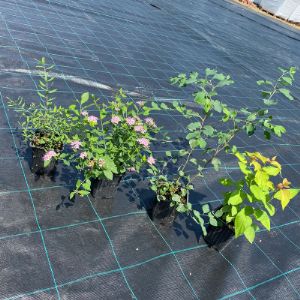 Спирея вангутта, серая, литл принцесс в р9