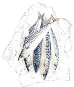 Caspian Fish — рыба свежемороженая оптом