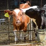 Введение в рацион телят Alfa Calf