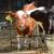Введение в рацион телят Alfa Calf