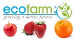 Eco Farm Egypt — производитель оливкового масла Extra virgin, фруктов, овощей