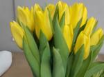 Тюльпаны оптом к 8 марта