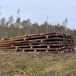 Хранение леса до вывозки