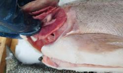 Свежая форель, семга, икра