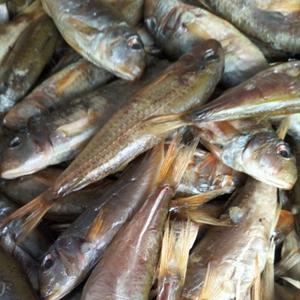 Барабулька хк