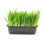 Овес пророщенный