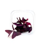 Кислица красная Бабочки