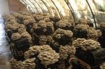 Чеботарев — экологически чистые грибы