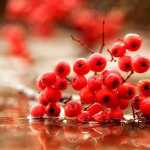 гидролат рябины