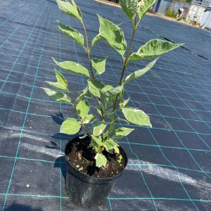 Дерен элегантиссимо в с3