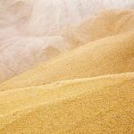 Россия — Китай: поставки пшеницы на апрель 2020 год