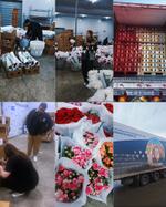 Прямые поставки срезанных цветов из Куньмина с Amma Flowers