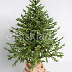 Ель Датская. Высота от 120 до 240 см