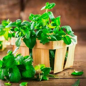 гидролат мяты