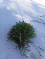 Лапник ели ритуал