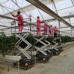 Полностью автоматическая тележка для обработки культур представляет собой транспортное средство, обеспечивающее возможность работы на участках с высотой до 5 метров от земли, с ее гидравлической ножничной системой, обеспечивающей быстрое перемещение по теплице, которая работает от аккумулятора, используемого при обслуживании тросы подвески для обслуживания растений в теплице и, при необходимости, в процессах обслуживания и ремонта в теплице.