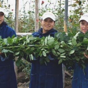 Размер розы в Эквадоре. Работники плантации с розами.