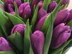 Тюльпаны оптом к 8 марта