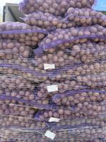 Картофель оптом от 1 тонны (Гала, Коломба, Ред Скарлетт)