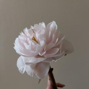 пион на стебле