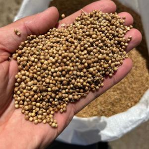 Кориандр
Сор до 2%, половинки до 5%, влажность до 8%