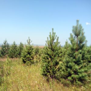 Новогодние живые елки сосны оптом от 2,0 метров