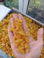 Изюм Джамбо голден Иран 333, ARKA