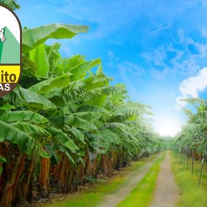 Вы можете посетить наши банановые плантации в Табаско, Мексика.