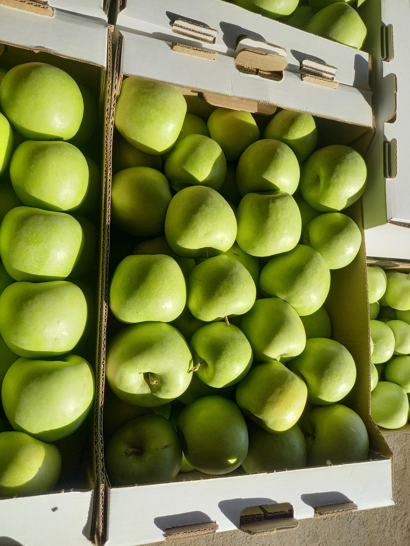 Купить яблоки от производителя