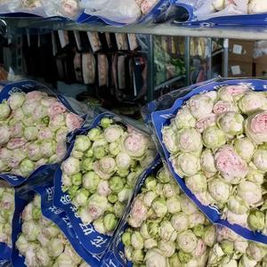 Роза кустовая  Маленький хамелеон