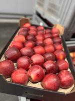 Яблоки оптом.