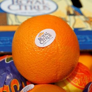 Свежие апельсины Royal Citrus™. Свежие апельсины оптом. Торговая марка Royal Citrus™