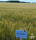Семена пшеницы твердой яровой Рустикано