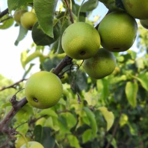 Шпалерные фруктовые деревья: груши, черешня, инжир, яблоня