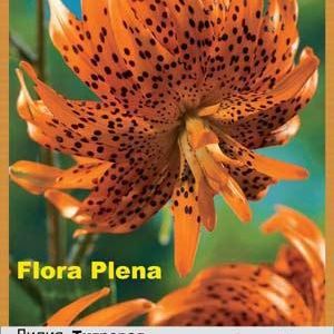 Тигровая лилия	Flore Pleno	махровый оранжевый