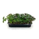 Перилла Шисо