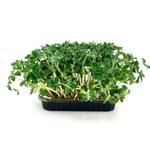 Люпин Пятилистный