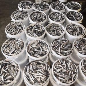 Хамса в ведре 5 литро