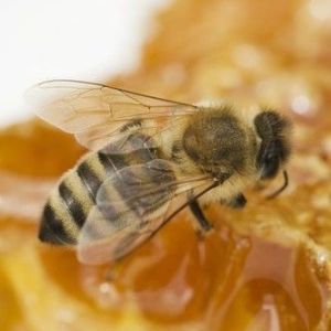 Мед рапсовый - беловатый,  приятного аромата, очень густой, быстро кристаллизуется. Европейские пчеловоды называют рапсовый мёд живым за его сильные лекарственные свойства. Именно рапсовый мёд заполнил прилавки европейских супермаркетов -  этот мёд стал обязательным компонентом лечебных составов в Европе. В Польше рапсовый мёд – практически традиционное средство для лечения болезней сердца. Растворённый в молоке, он спасает от тяжёлых признаков воспаления горла. В рапсовом мёде повышенное содержание глюкозы, больше 51%, содержание глюкозы, что отлично влияет на умственную деятельность, проникая в сосуды мозга. Также рапсовый мёд быстро усваивается в кишечнике, и, благодаря способности выводить тяжелые металлы из организма, высоко ценится специалистами. Положительно влияет рапсовый мёд и на печень и желчные пути при приеме в тёплом жидком виде. Высокое содержание бора в данном виде мёда восстанавливает костные ткани и помогает деятельности щитовидной железы у женщин после менопаузы.
