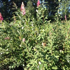 Спирея Дугласа. Красиво цветущий кустарник до 1,5 - 2 м высотой с прямостоячими опушенными побегами. 
 
Цветет розовыми пушистыми метелками на побегах текущего года с июля до конца августа. 




