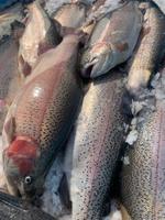 Форель премиум из Карелии