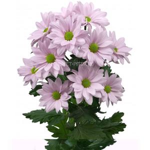 Хризанетема кустовая "Бакарди" нежно розовая
