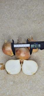 Жёлтый лук Fresh Base 50-70 мм