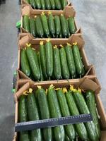 Тепличный Огурец Гладкий Мева