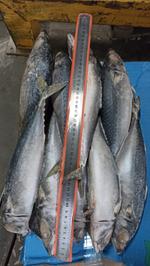 Скумбрия н/р 500+ Перу (1/20) — 320 руб/кг