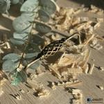 Ручка мебельная бронза 7130 – 128 AB