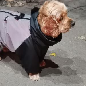 Зимний комбинезон (под заказ)