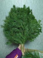 Веник Пихтовый Сибирский